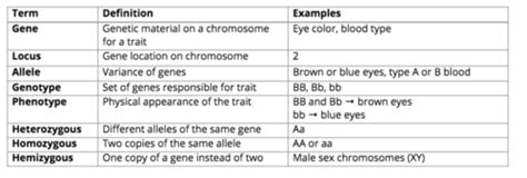 DAT Chapter 7 Heredity Flashcards Quizlet