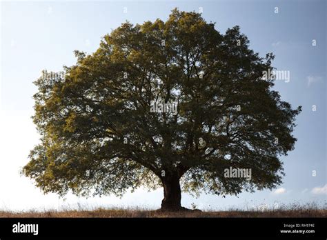 Big Oak Tree Trunk