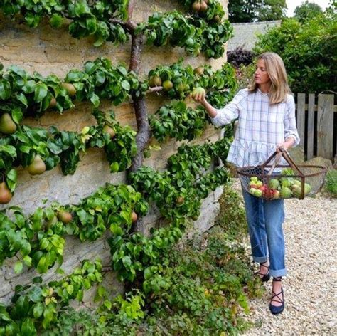 The Art of Espalier: Growing Fruit Trees in Small Spaces | Home Design ...