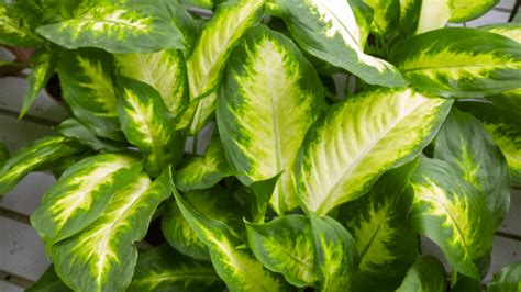 Dieffenbachia maculata 'Camille' | Dumb Cane • Moody Blooms