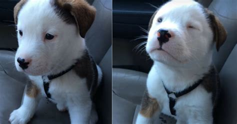 Adorable Puppy Has The Hiccups For The First Time – His Reaction Instantly Goes Viral