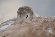 Category Cygnus Olor Of Rheindelta Bodensee Wikimedia Commons