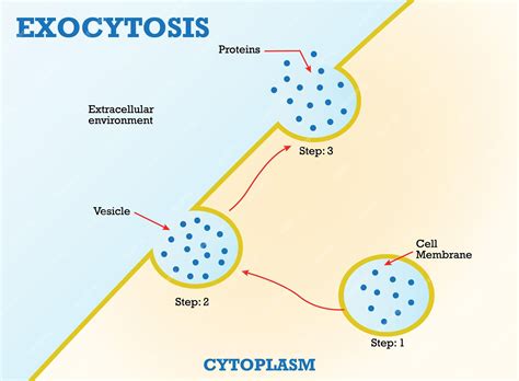 Premium Vector | Exocytosis cell transports molecules out of the cell vesicles are carried to ...