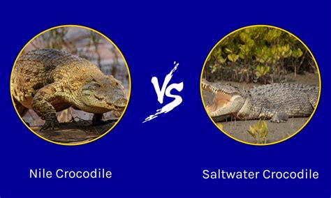 Nile Crocodile Vs Saltwater Crocodile What Are The Differences Az