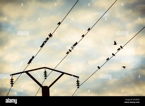 Birds On A Telephone Pole Wire Puy De Dome Auvergne France Europe