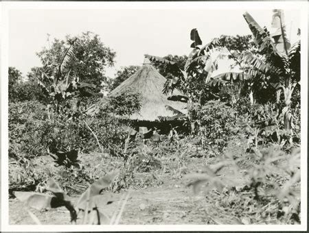 Zande Garden And Hut From The Southern Sudan Project