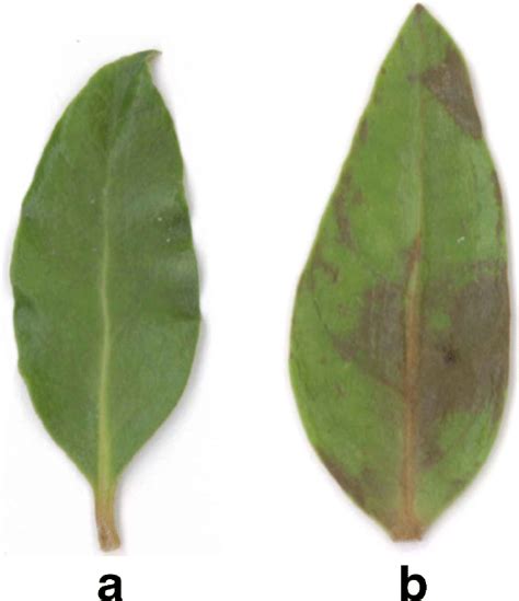 Mangrove leaves: a Healthy leaf.b Unhealthy leaf | Download Scientific ...