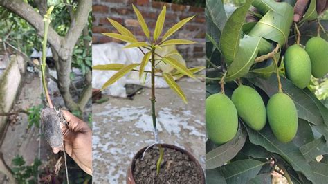 Stone Grafting Mango Tree How To Grow Mango Grafting Techniques New