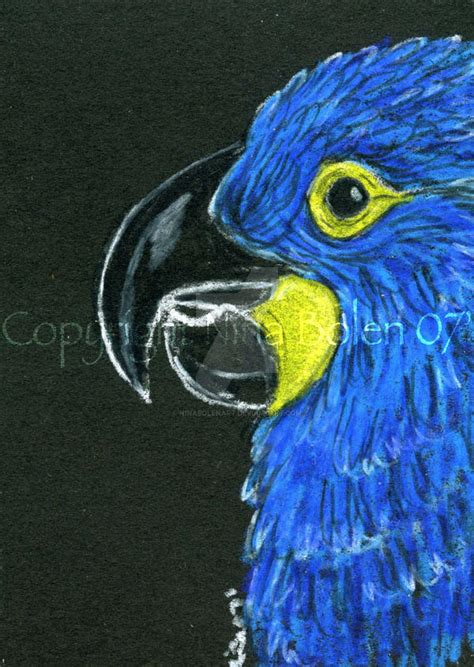 Lear's Macaw by NinaBolenArt on DeviantArt