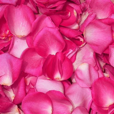 Bulk Flower Petals | Rose Flower Petals for Wedding | GlobalRose