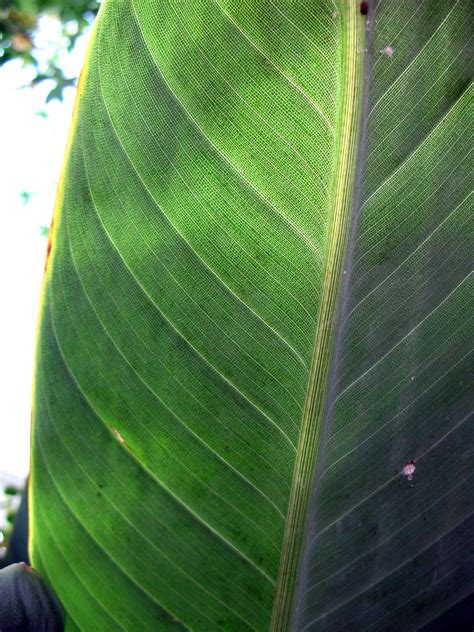 Monocot Leaf Venation