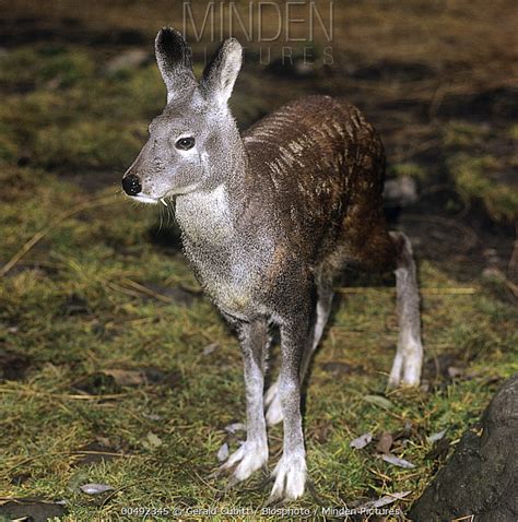 indian musk deer