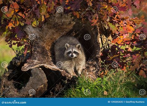 Raccoon Procyon Lotor Looks Out From Inside Log Autumn Stock Image