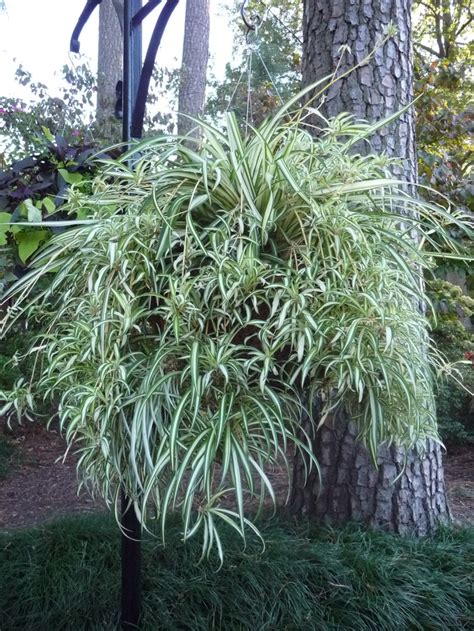 Chlorophytum Comosum Variegatum Variegated Spider Plant Garden Center Marketing