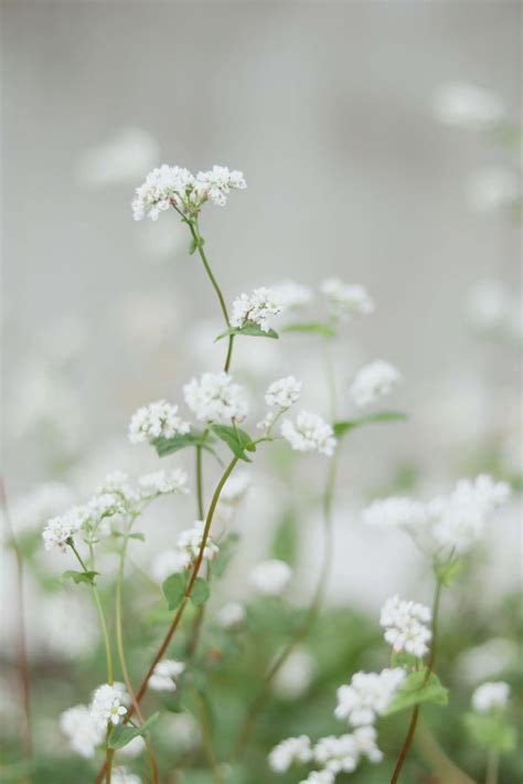 Reine Des Pr S L Aspirine Vegetal L Herboristerie De Jeanne