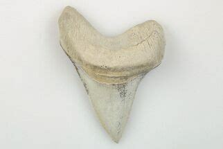 Cretoxyrhina Teeth For Sale - FossilEra.com