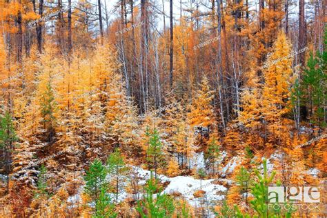 Greater Khingan Range Autumn Heilongjiang Province China Stock Photo