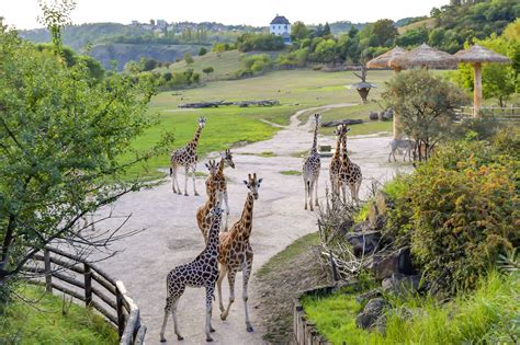 10 Kebun Binatang Terbaik di Dunia - World is Ours