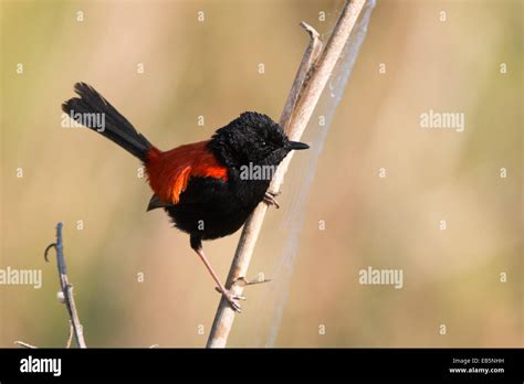 Adult Male Red Backed Fairywren Malurus Melanocephalus Perched On A