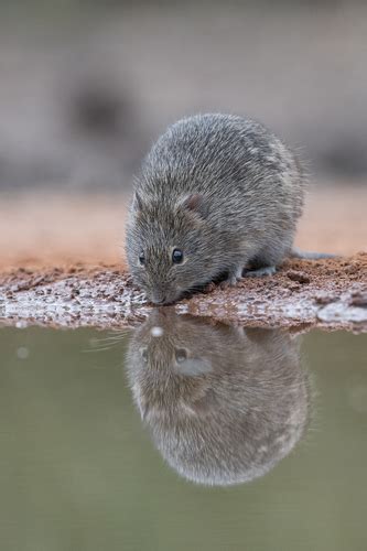 Hispid Cotton Rat Sigmodon Hispidus · Inaturalist Canada