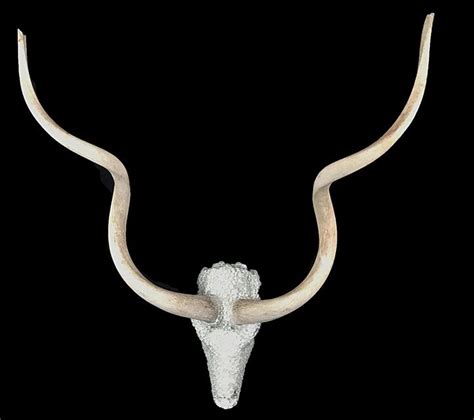 Kudu Skull – Bischoff's Animals