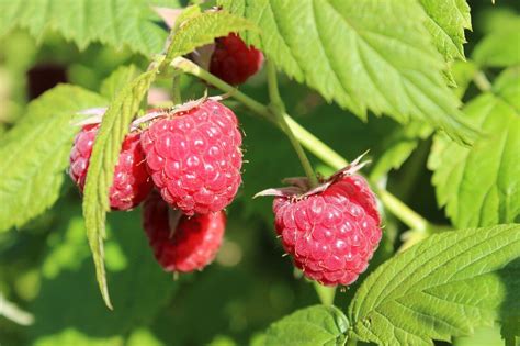 Secretos Para Cultivar Frambuesas En Tu Jard N Trucos Para Tu Hogar