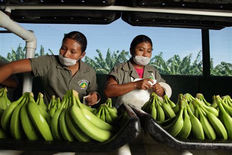 Plátano la fruta tropical más cultivada en México Secretaría de