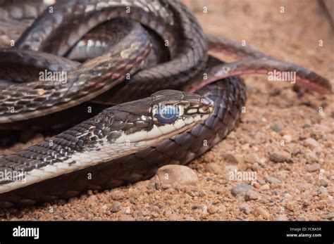 Central Texas Whipsnake Striped Whipsnake Masticophis Taeniatus