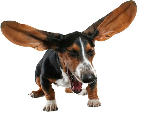 Basset Hound Dog Animal Png