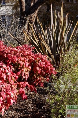 Nandina Domestica Un Air Japonais Au Jardin Jardipartage Jardines