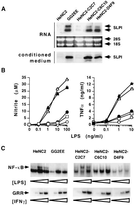 Inhibition Of Lps But Not Ifn Signaling In Slpi Overex Pressing