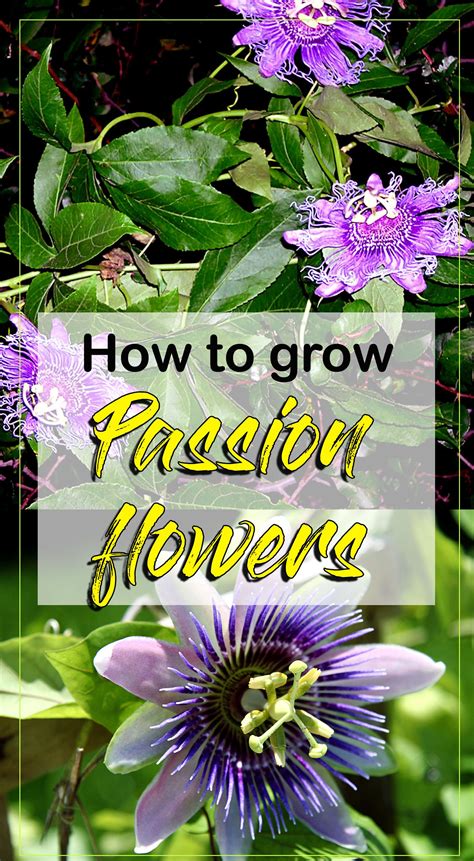 Growing Passion Flower How To Grow Passion Flower In A Container