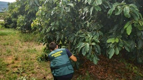 Oleada De Robos En Fincas De Aguacates De La Axarquía Agronews