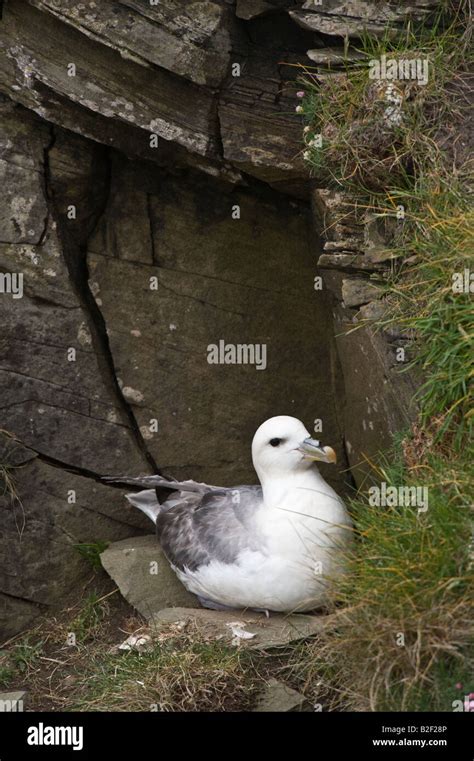 Breeding fulmar nesting High Resolution Stock Photography and Images ...