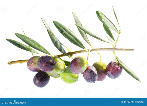 Ripening Olives On Branch Stock Photo Image Of Ripening 34797714