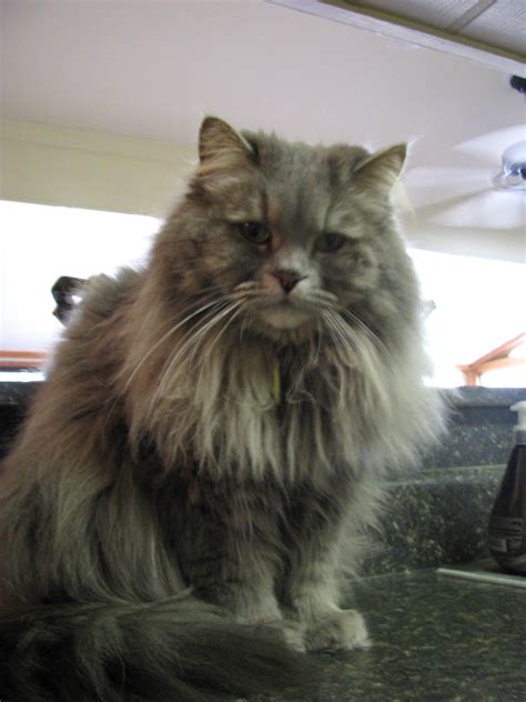 Shelters explain the process for finding adoption dogs free 42