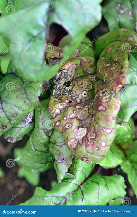 Alternaria Fungus Spores Under The Microscope Stock Photo ...