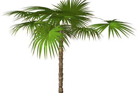 Palm Tree Free Download Png Transparent Background 1600x1089px