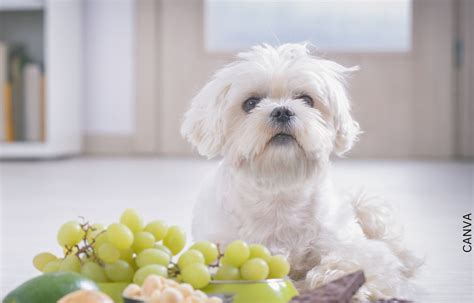 Frutas Que Pueden Comer Los Perros Dale Lo Mejor A Tu Peludo Candela