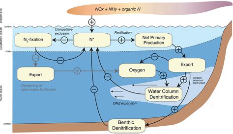 The Anthropogenic Perturbation Of The Marine Nitrogen Cycle By