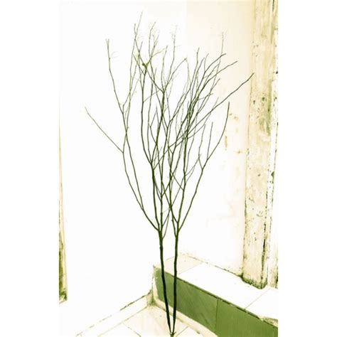 jual ranting jande kering  cm ranting jande shopee indonesia