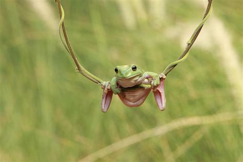 Australian Green Tree Frog Photograph By Muhammad Otib Pixels