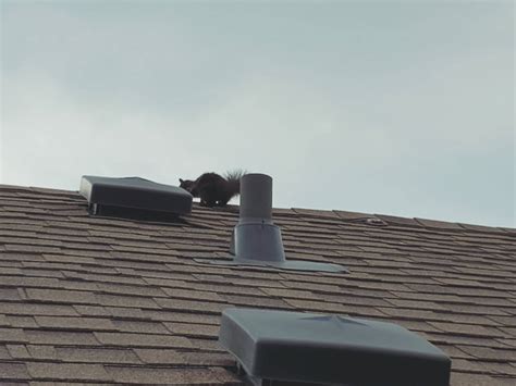 Signs The Noises In Your Attic Are Squirrels Critter Control Canada