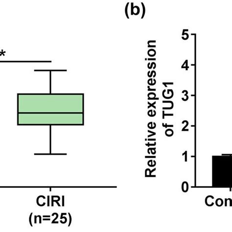 TUG1 Was Involved In CIRI A The Expression Of TUG1 Was Measured By
