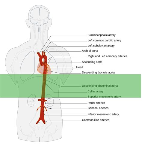 Abdominal Aorta Anatomy