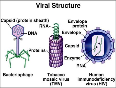 Virus Structure All Viruses Contain The Following Two Components 1 A