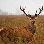 Dove Season In Alabama New Rule Schedule