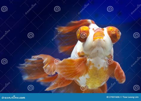 Goldfish D Oeil De Dragon Dans Le R Servoir De Poissons Photo Stock