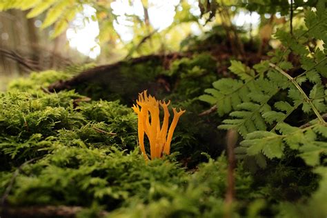 Moss Fern Mushroom Free Photo On Pixabay