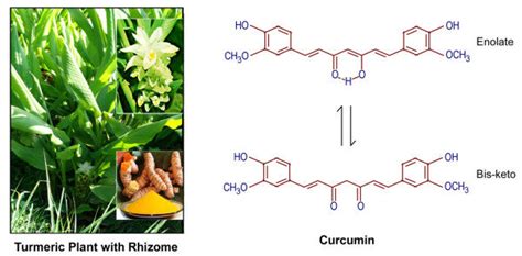 Curcuma Longa Plant And Chemical Structure Of Curcumin The Active Download Scientific Diagram